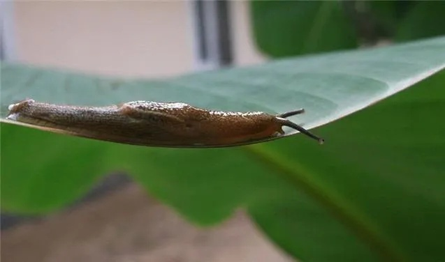 《切尔诺贝利之心：揭秘鼻涕虫超自然体诞生之谜》