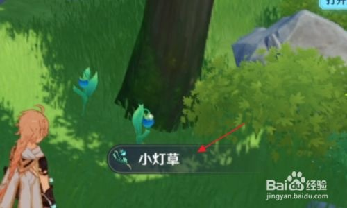 《原神》小灯草高效采集攻略：隐藏地点全揭秘