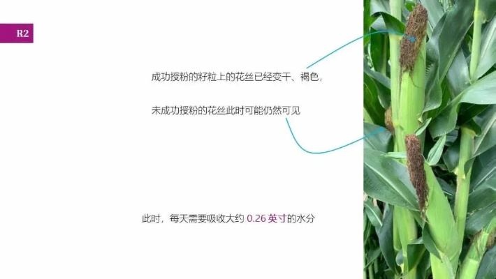 《玉米全攻略：深度解析，新手必看！》